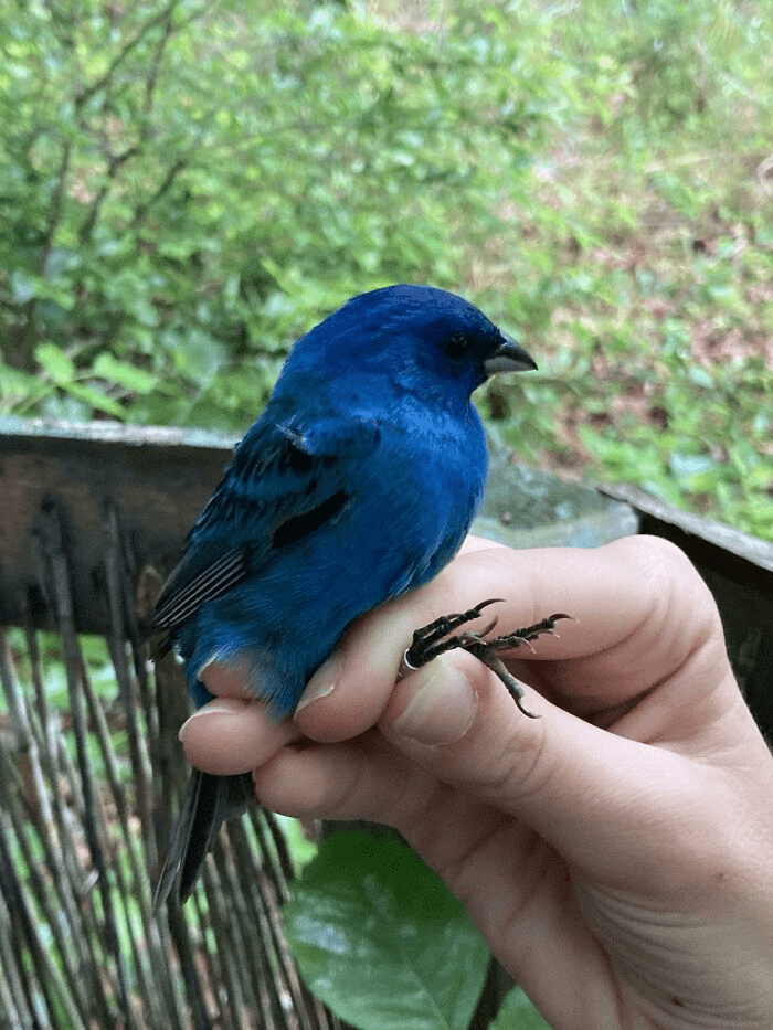 Songbirds Like This Indigo Bunting.