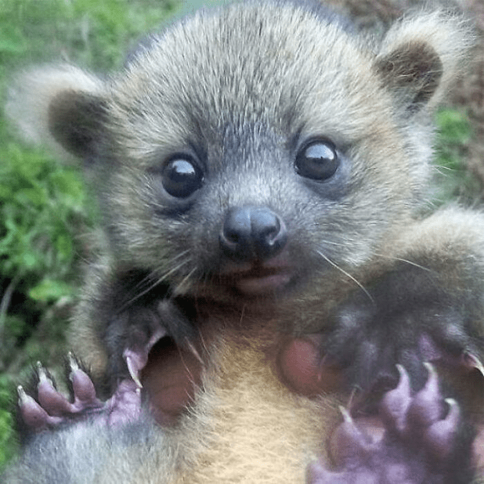 The Olinguito (Bassaricyon Neblina)