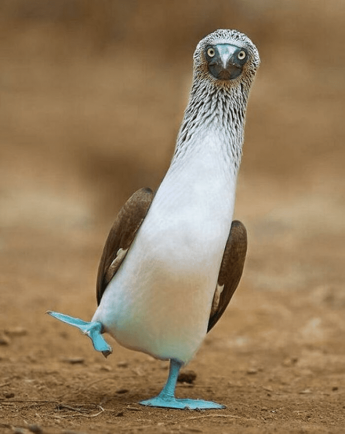 Blue-Footed Boobies