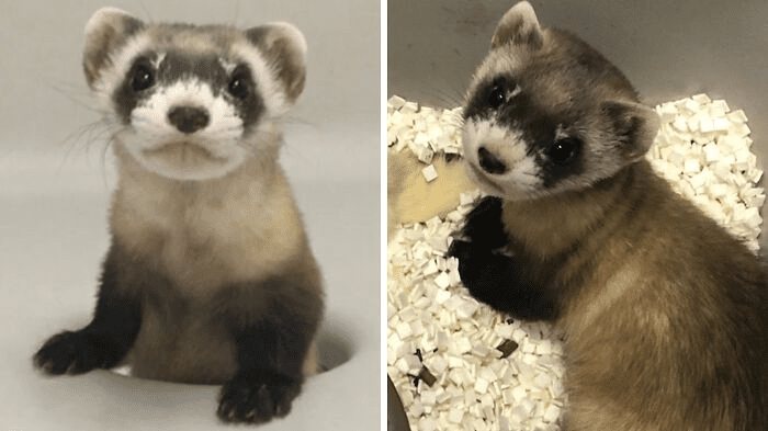 Black-Footed Ferrets