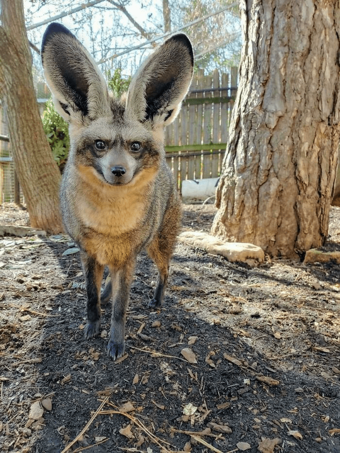 Bat-Eared Foxe
