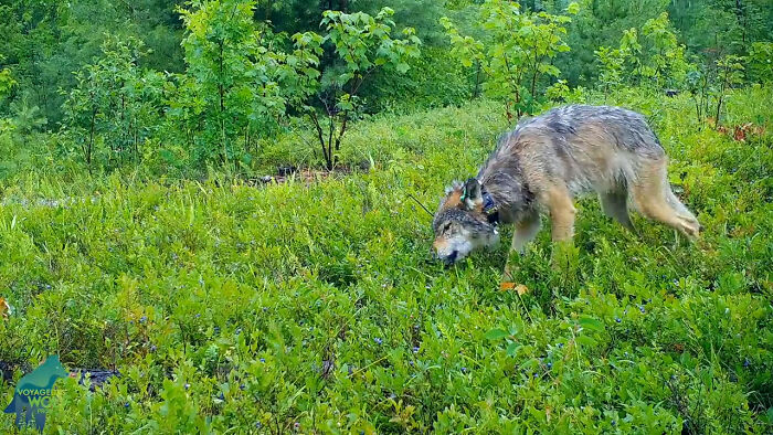 Gray Wolves