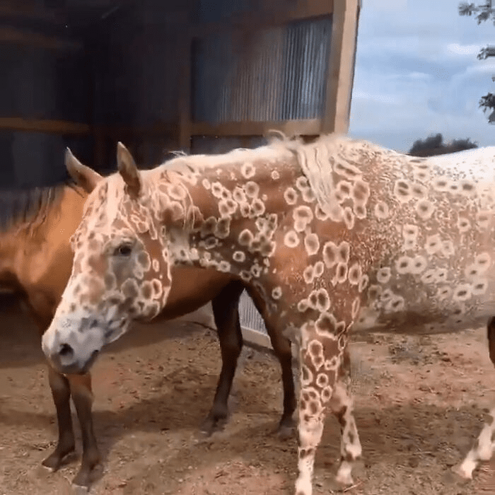 The Appaloosa Horse