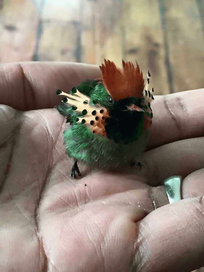The Tufted Coquette