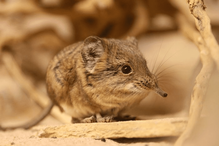 Elephant Shrews