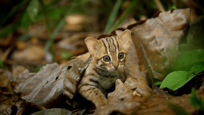 The Rusty-Spotted Cat