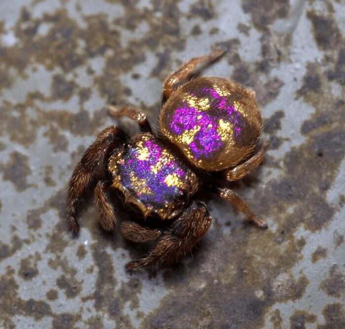 Purple-Gold Jumping Spider (Irura Bidenticulata)