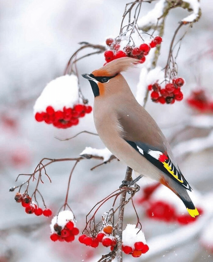 Bohemian Waxwings