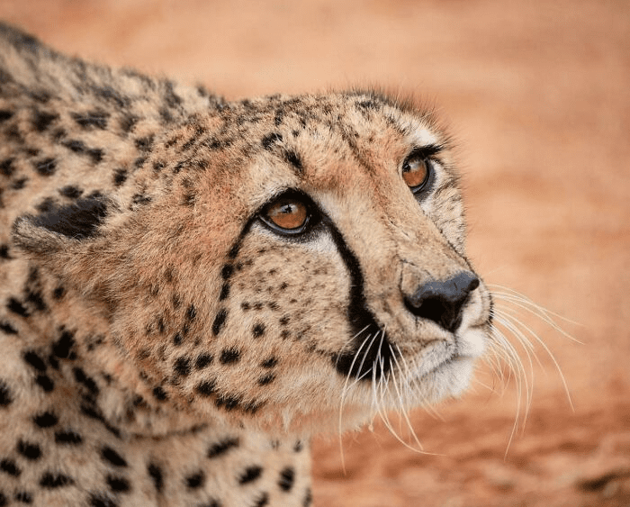 Cheetah