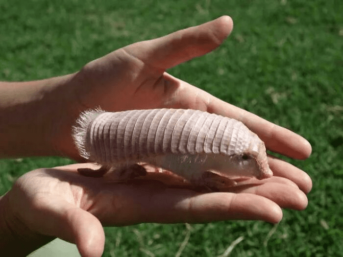 The Pink Fairy Armadillo