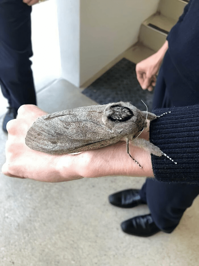 The Giant Wood Moth