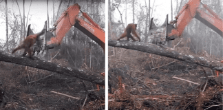 Orangutan Fighting