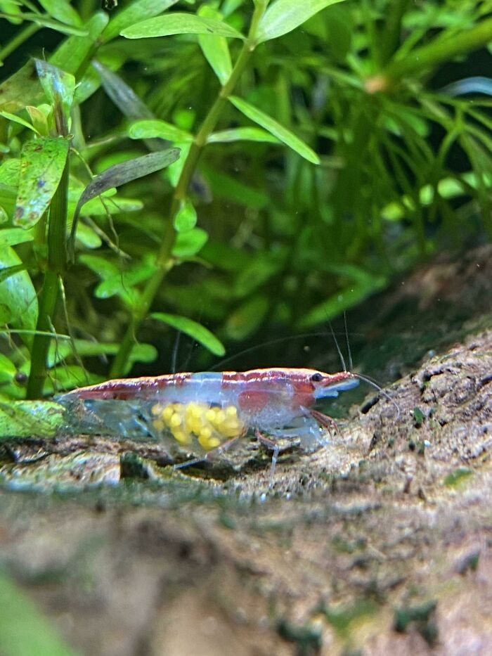 A Pregnant Shrimp