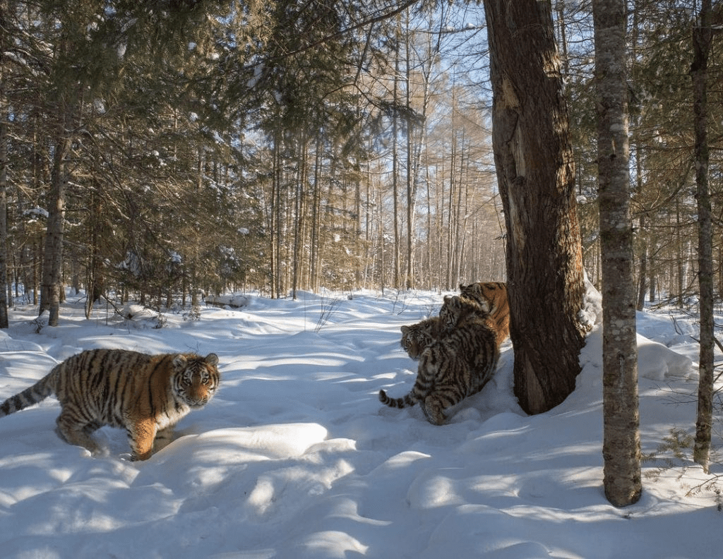 Siberian Tigers 