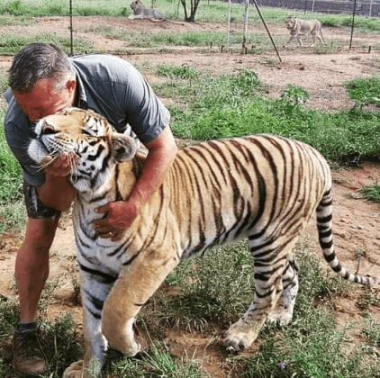 Tiger and Lion Cuddler
