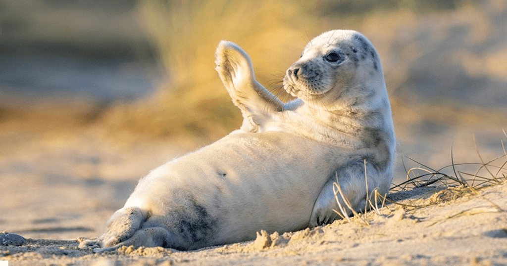 Cute Seal Baby 