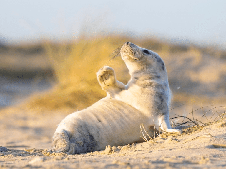 Cute Seal Baby 