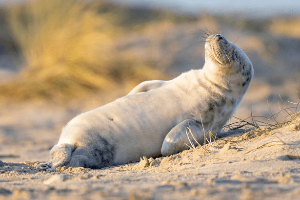 Cute Seal Baby 