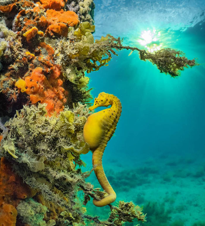 A Pregnant Seahorse