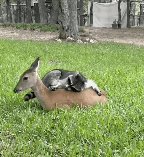 Raccoon and Orphaned Deer 