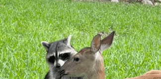 Raccoon and Orphaned Deer