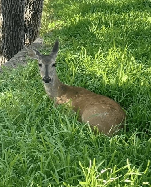 Raccoon and Orphaned Deer 