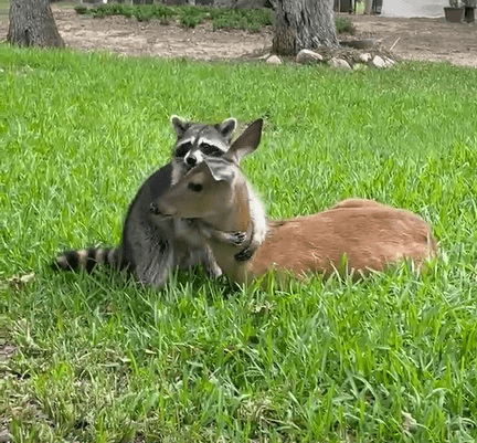 Raccoon and Orphaned Deer 