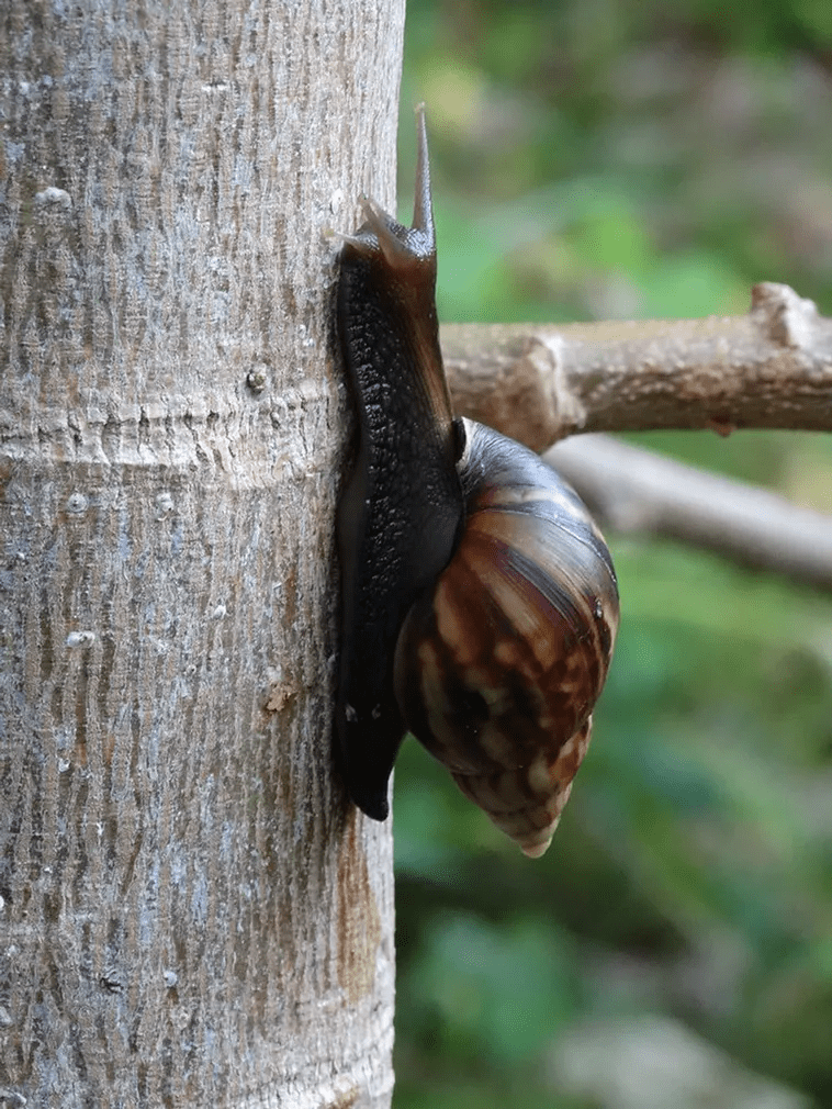 Largest Snail 