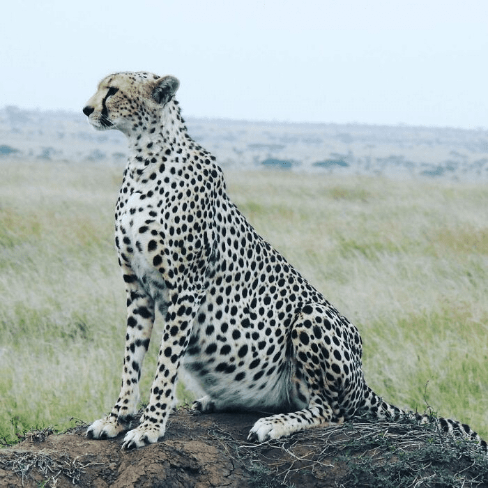 Baby Cheetah On The Way