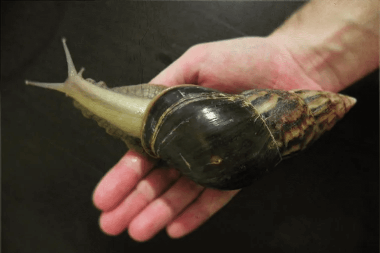 Largest Snail 