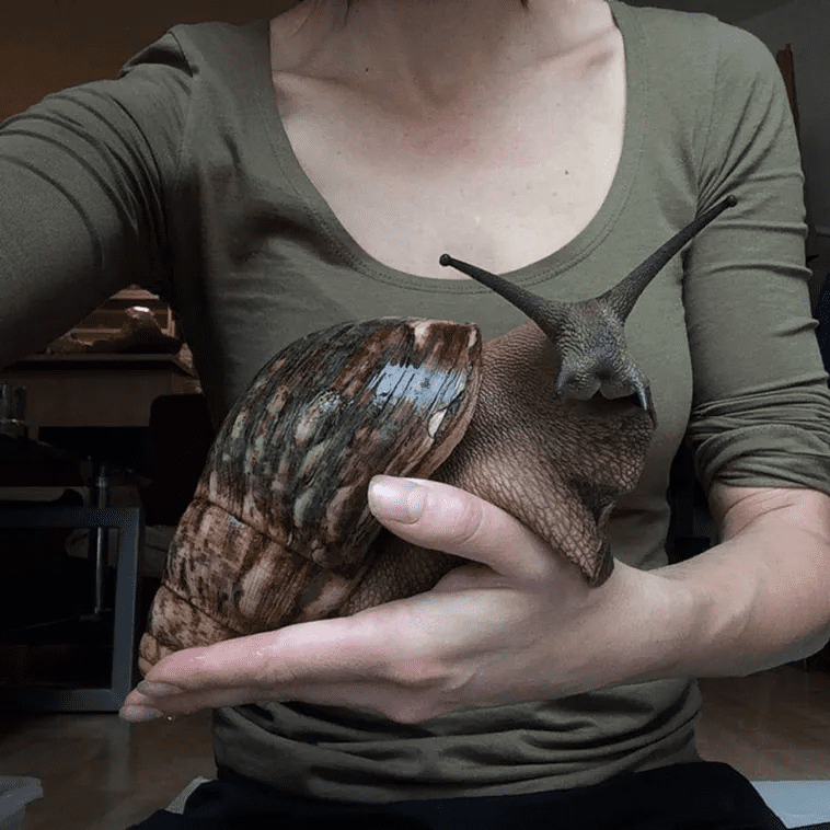 Largest Snail 