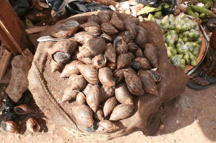 Largest Snail 