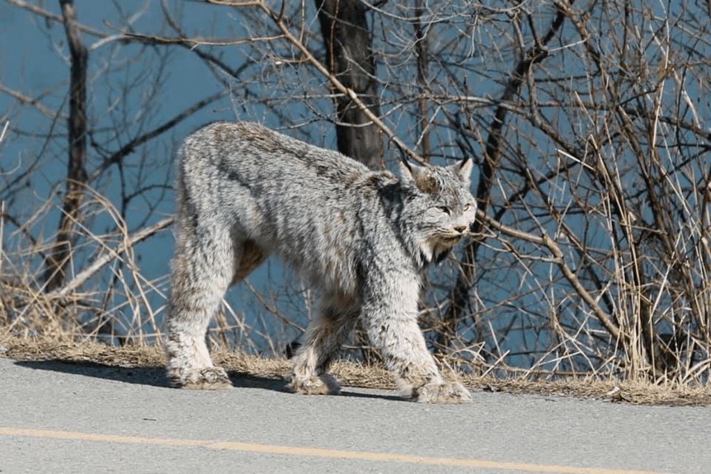 Stunning Lynx 