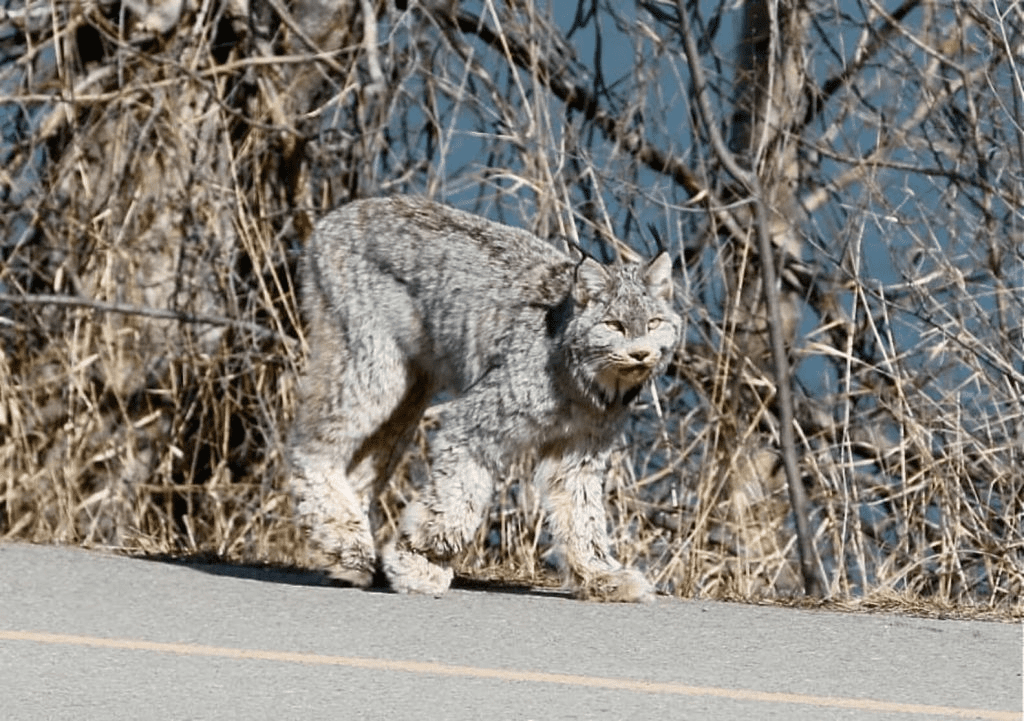 Stunning Lynx 