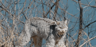 Stunning Lynx
