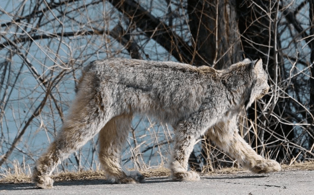 Stunning Lynx 