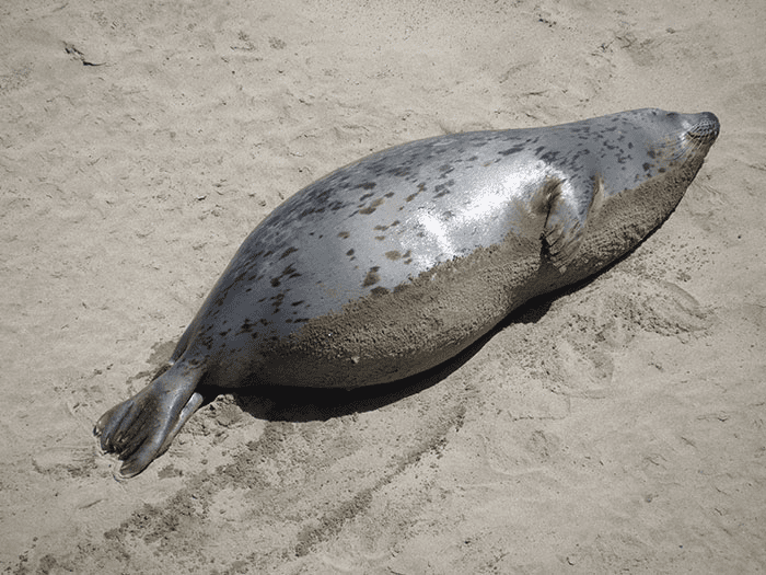 Mama Seal