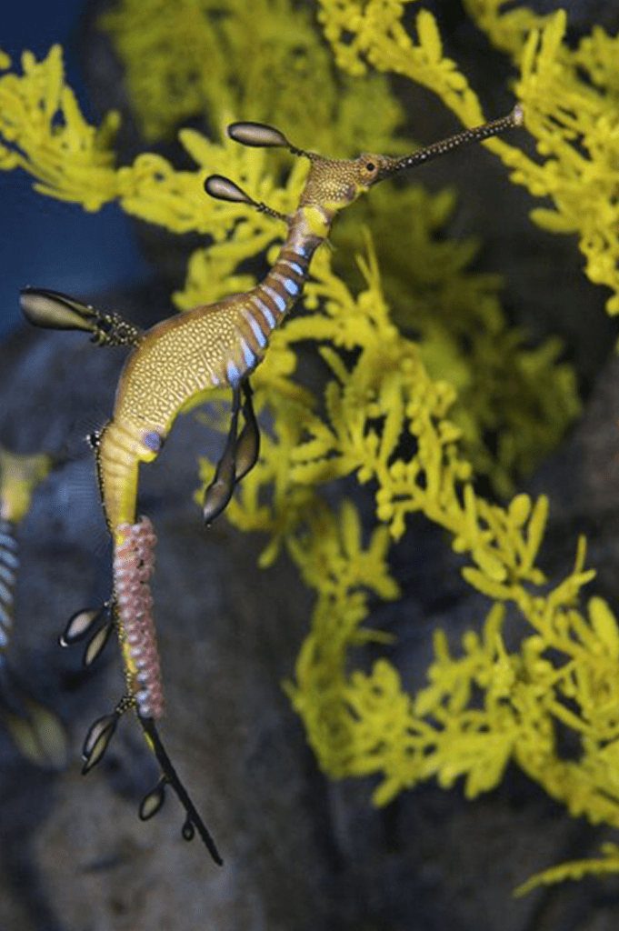 Sea Dragon