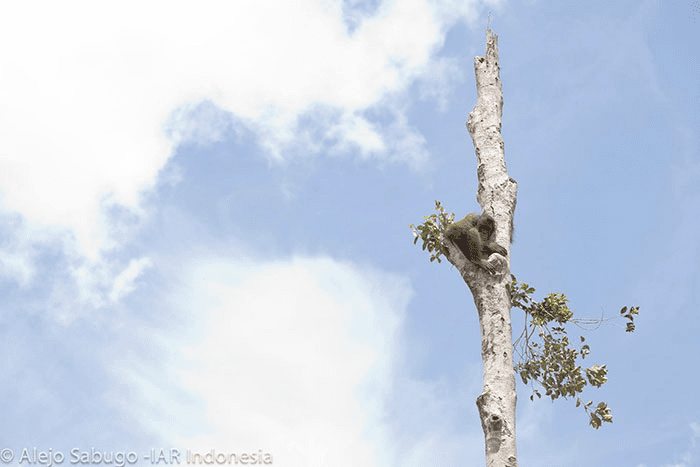 Orangutan Fighting 