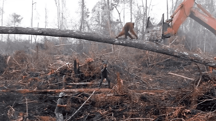 Orangutan Fighting 