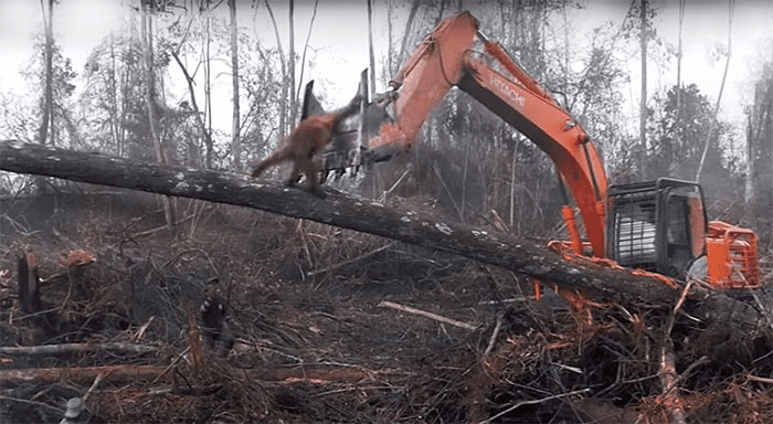 Orangutan Fighting 