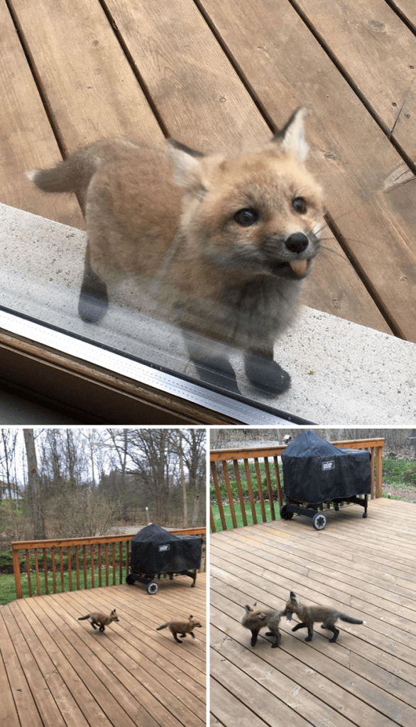 Baby Foxes