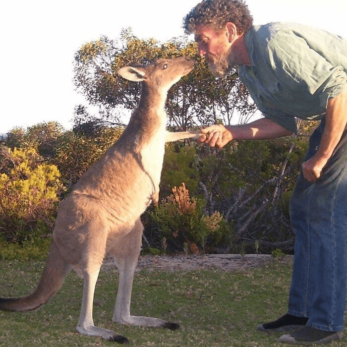 Wild Kangaroo