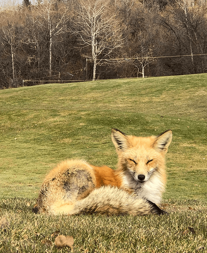 fox