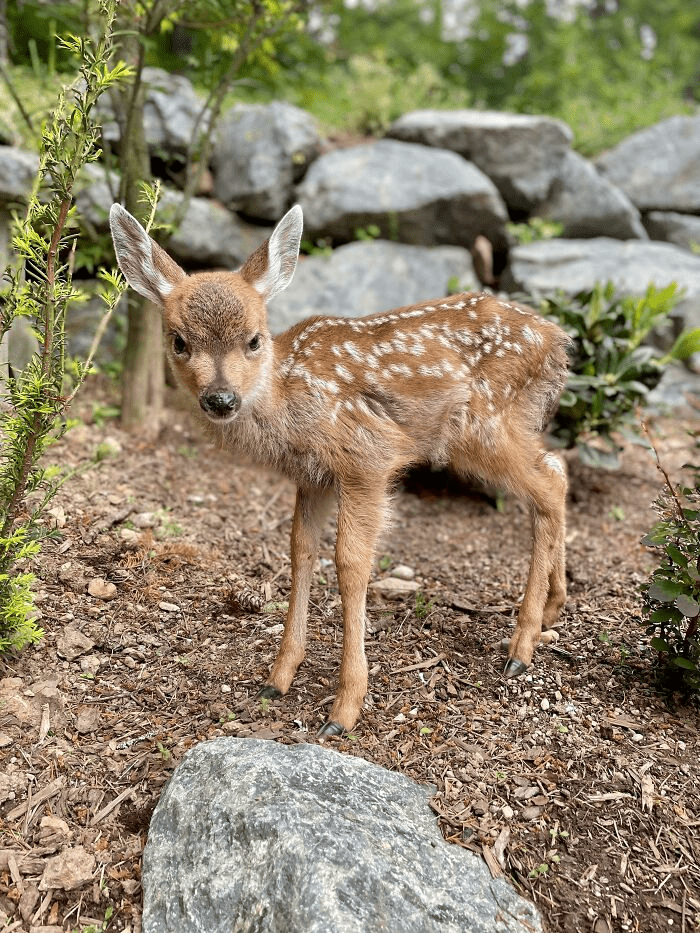 deer