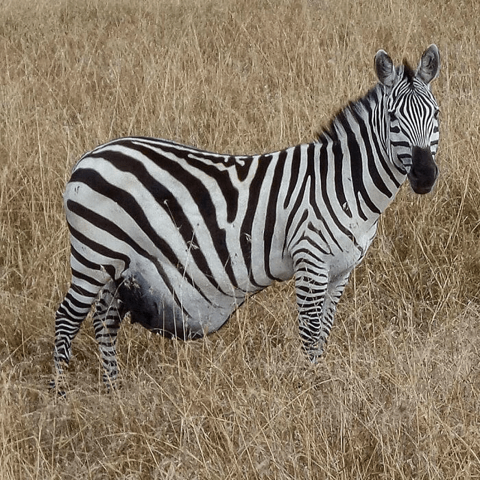 Zebra