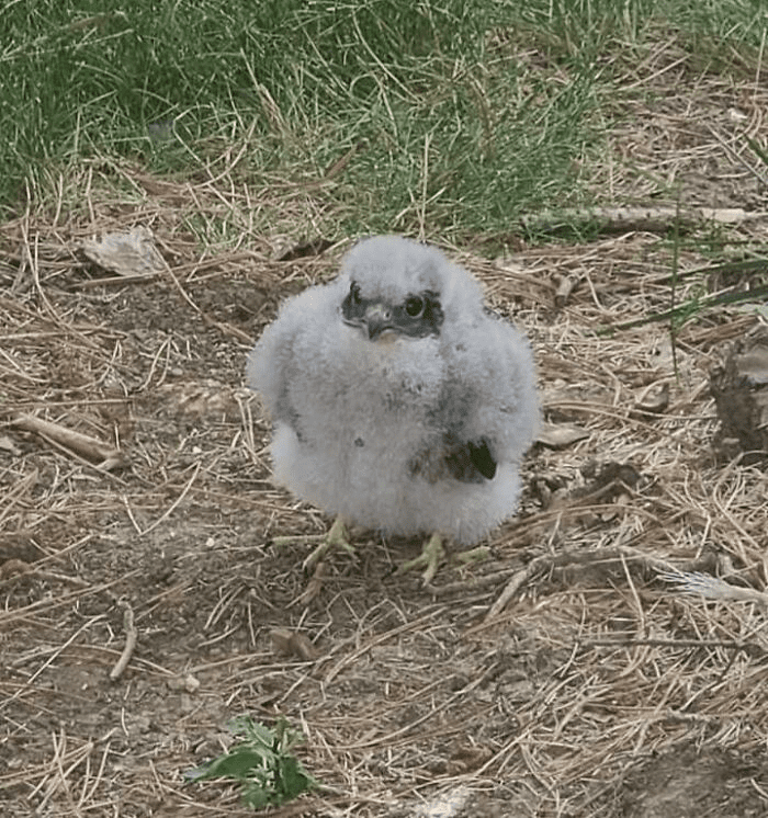 Peregrine Falcon