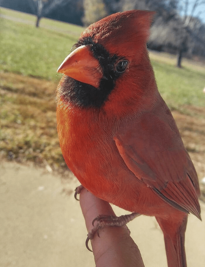 A Wild Cardinal