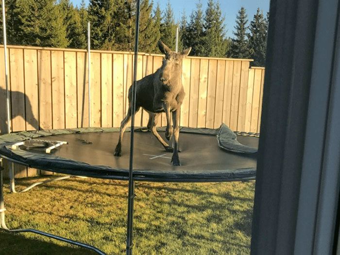 Norwegian Elk