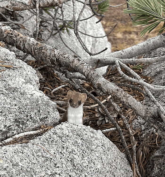 Curious Stoat